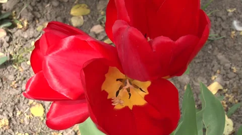 Red tulip Video stock 37044531