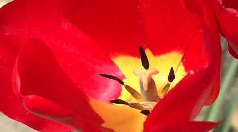 Red tulip Vidéo 37048799
