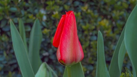 Red  tulip Stock Footage 127992432