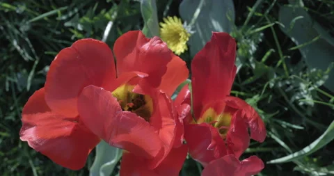 Red Tulip Stock Footage 194389477
