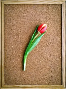 Red tulip in a frame Stock Photos