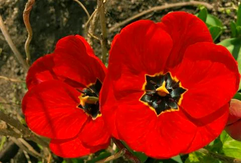 Red tulip in full bloom Stock Photos