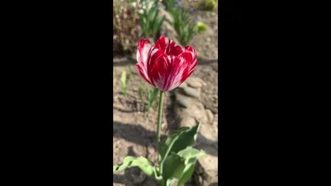 Red tulip in the garden close-up in sunlight Stock Footage 273557780