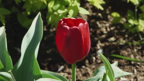 Red tulip in the garden Stock Footage 154938761