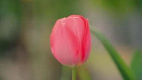 Red tulip in the garden Stock Footage 230036427