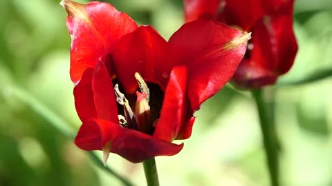 Red tulip in the garden Stock-Footage 239367930