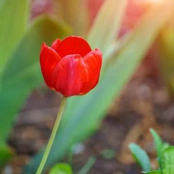 Red tulip in the garden on natural background Stock-Fotos