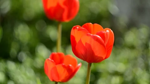 Red tulip in the garden, on a sunny day Stock Footage