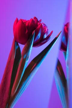 Red tulip on a gradient background. Floral bouquet of fresh flowers on a blue Stock Photos