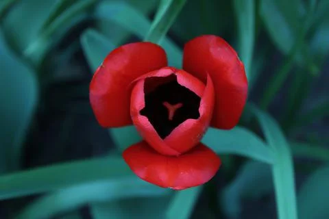 Red tulip in the grass Stock Photos