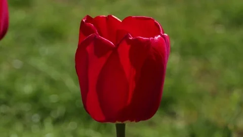 Red tulip grows Stock Footage 83759354