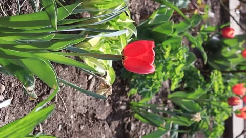 A red tulip that has barely bloomed surprised in difficult weather conditions Stock Footage 186747892
