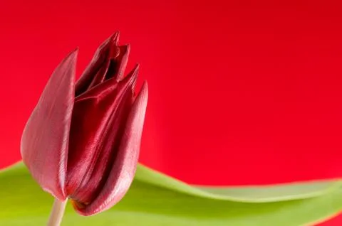 Red tulip head Stock Photos