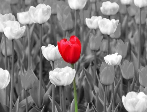 Red tulip Stock Illustration