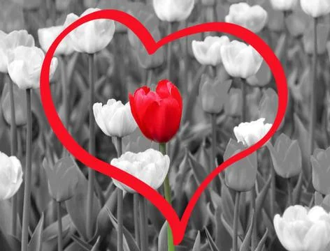 Red tulip Stock Illustration