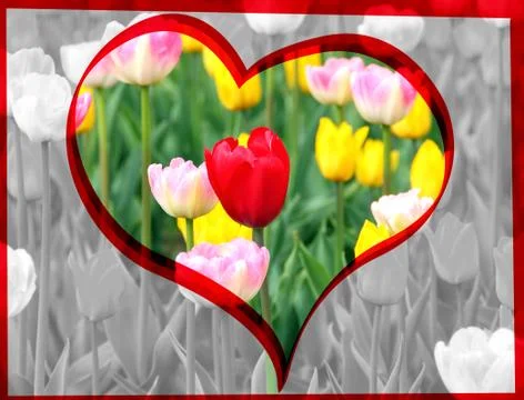 Red tulip Illustrazione stock