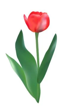 Red tulip Stock Illustration