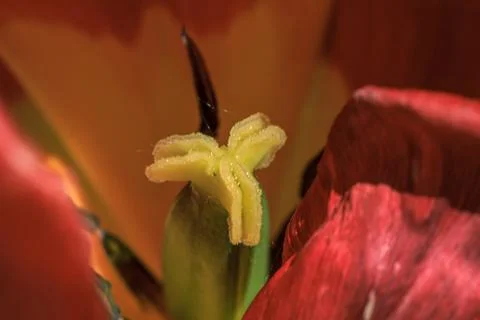 Red tulip inside macro close up Stock Photos