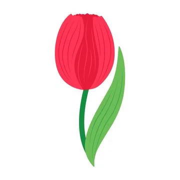 Red tulip isolated on white background. Vector illustration Stock Illustration