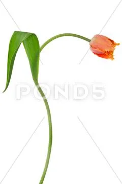 Red tulip isolated on white Stock Photos