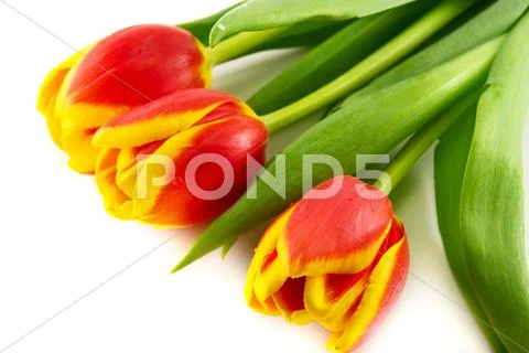 Red tulip isolated on white Stock Photos