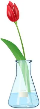 Red tulip in laboratory flask Stock Illustration