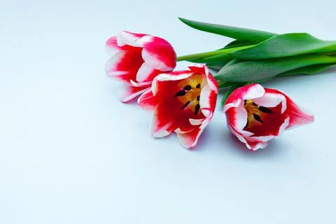Red Tulip on light blue Background. Copy space. Spring and Womens Day concept Stock Photos