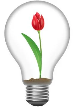 Red tulip in the light bulb Stock Illustration