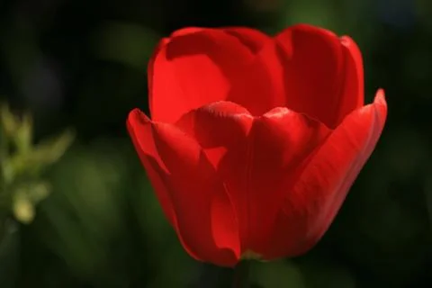 Red tulip macro Stock Photos