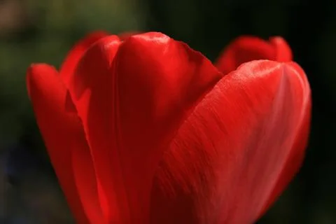 Red tulip macro Stock Photos