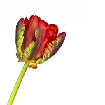 Red tulip macro Stock Photos