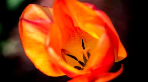 Red Tulip Macro Foto stock