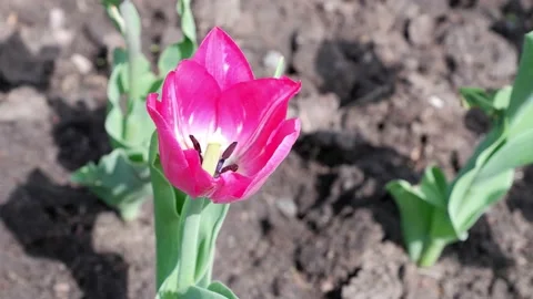 Red Tulip moves from the wind. Summer flowers. Stock Footage 154396105