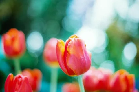 Red tulip in park. Stock Photos
