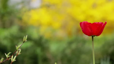 Red tulip in the park in spring, set of video clips. Stock Footage 149782713
