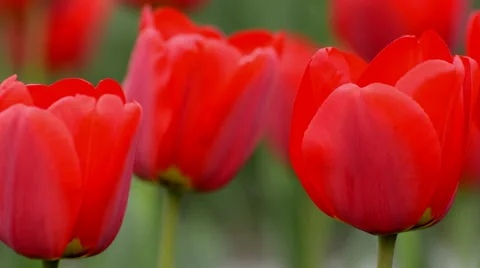 Red tulip in park in spring time Stock Footage 49606739