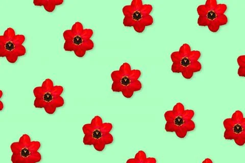 Red tulip pattern isolated on green background. 写真素材