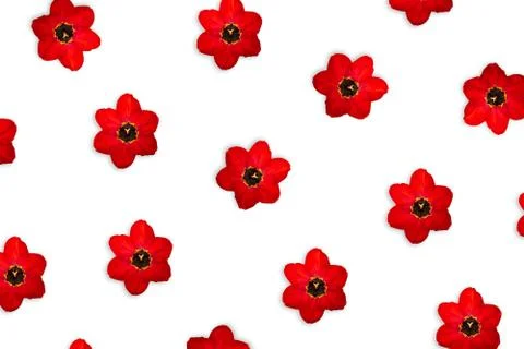 Red tulip pattern isolated on white background. 스톡 사진