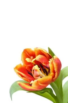 Red tulip Stock Photos