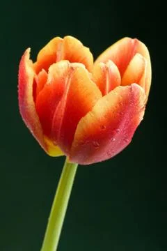 Red tulip Stock Photos