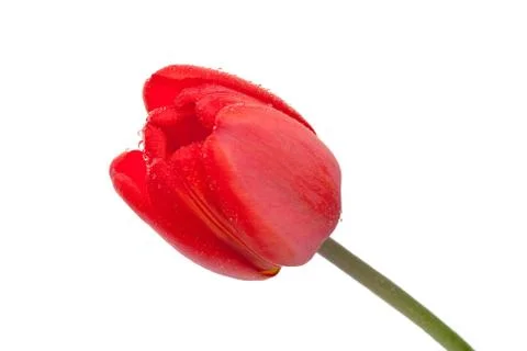 Red tulip Stock Photos