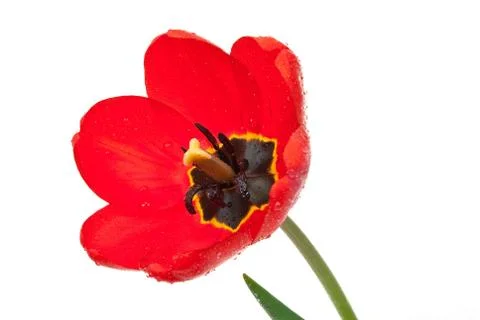 Red tulip Stock Photos