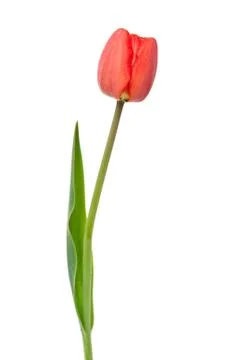 Red tulip Stock Photos