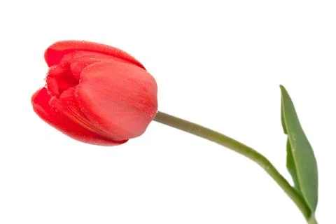 Red tulip Stock Photos