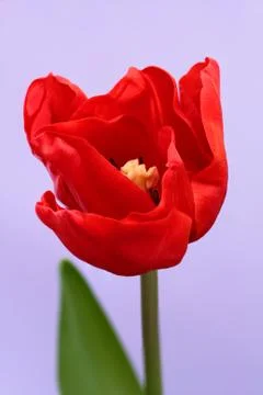 Red tulip Stock Photos
