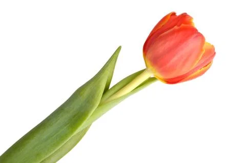 Red tulip Stock Photos