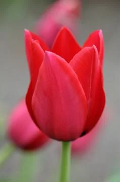 Red tulip Stock-Fotos