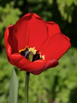 Red Tulip Stock Photos
