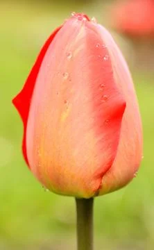 Red tulip 写真素材