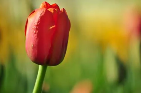 Red tulip Stock Photos